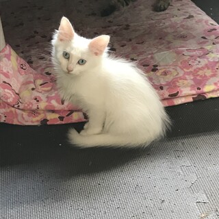 母猫と一緒に… 長毛になるかもしれない白子猫