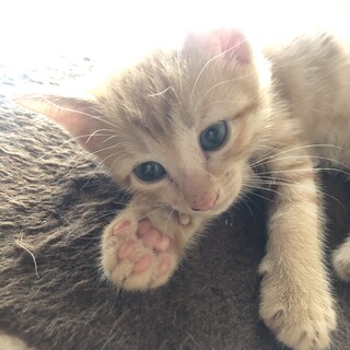 生後40日目です