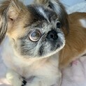 控えめな甘えたさんペキニーズ「金椿」
