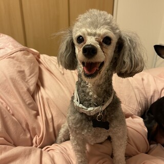 人が大好き　プードルここちゃん