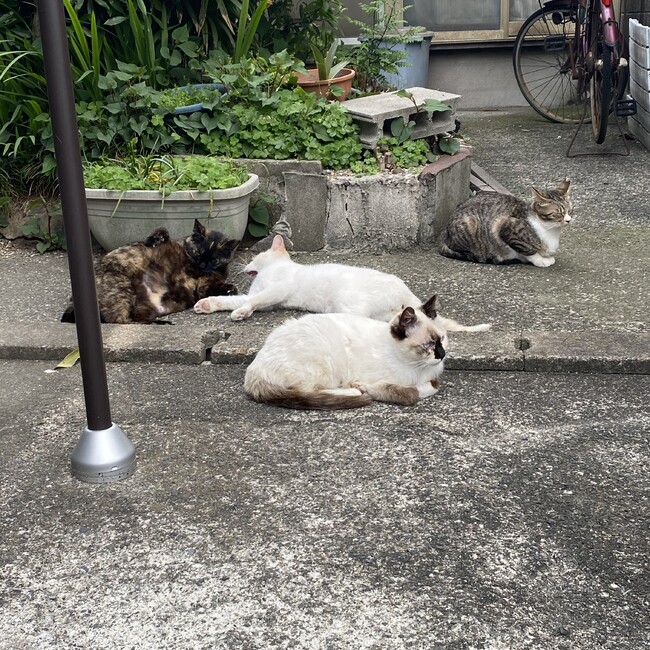 nao29のカバー写真