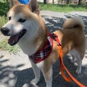 小型犬サイズの柴犬「満-みち」ちゃん