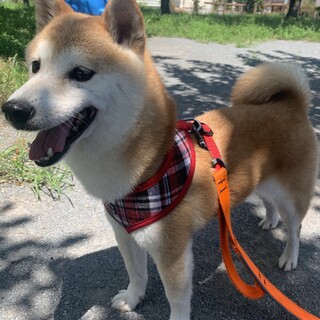 小型犬サイズの柴犬「満-みち」ちゃん