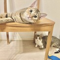 【お見合い随時】超美猫甘えん坊スプーン&フォーク