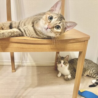 【お見合い随時】超美猫甘えん坊スプーン&フォーク