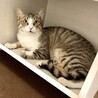 【お見合い随時】超美猫甘えん坊スプーン&フォーク サムネイル4