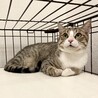 【お見合い随時】超美猫甘えん坊スプーン&フォーク サムネイル7