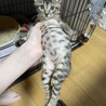 ミルクから育てたので人なれ抜群！☆いも君（キジ） サムネイル3