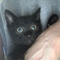 黒猫男の子②　里親さん決定!!