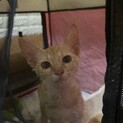 茶トラの子猫里親募集中　複数問い合せの為、受付中止