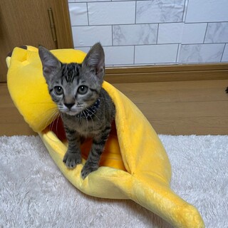 ミルクから育てたので人なれ抜群！☆くり君（キジ）