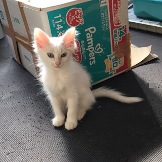 母猫と一緒に… 長毛になりそうな白子猫　人なれ抜群