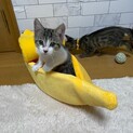 ミルクから育てたので人なれ抜群！☆つぶちゃん