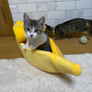 ミルクから育てたので人なれ抜群！☆つぶちゃん