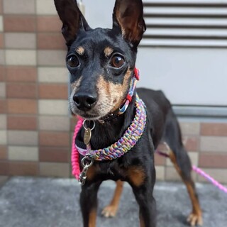 明るい性格の女の子♀レイアちゃん