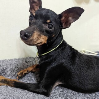 穏やかな性格のミニピン♂ルナ君