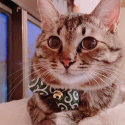 「保護活動を始めたきっかけ。」サムネイル2