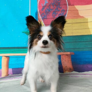 童顔のパピヨンちゃん6~7才