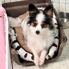 童顔のパピヨンちゃん6~7才 サムネイル2