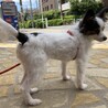 童顔のパピヨンちゃん6~7才 サムネイル3