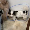 童顔のパピヨンちゃん6~7才 サムネイル7