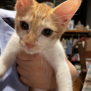 やんちゃな甘えん坊【シャシャくん】