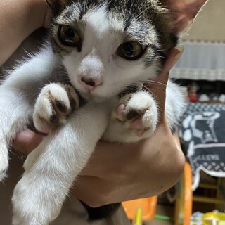 日本猫離れした顔のイケメン猫