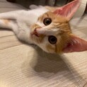 【募集停止】ヤマト