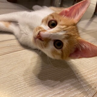 【募集停止】ヤマト