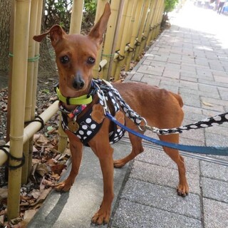 甘えん坊ミニピン♀あまなちゃん