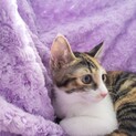 大人しい三毛　パルム