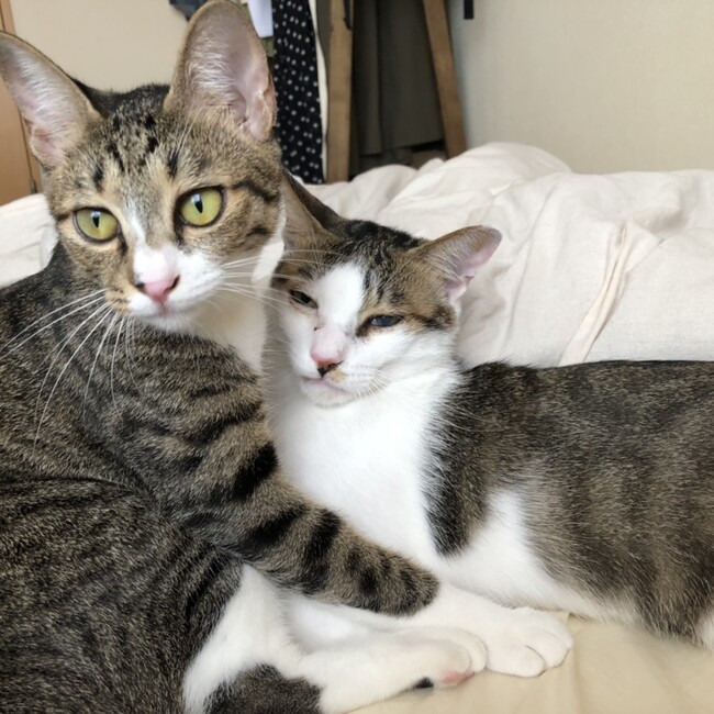 にゃーふうのカバー写真