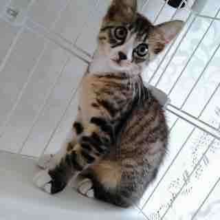 元気な男の子ポン太くん