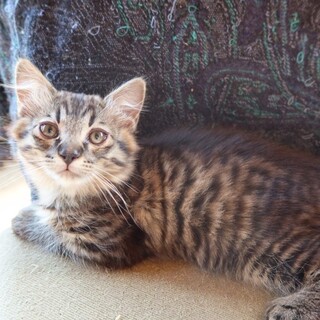 生後2か月子猫(3匹)の里親さんを募集します