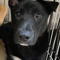 ずっとの家族を探しています。