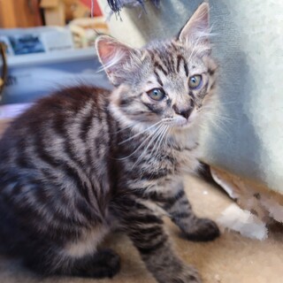 生後2か月子猫(3匹)の里親さんを募集します