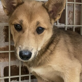 ずっとの家族を探しています。