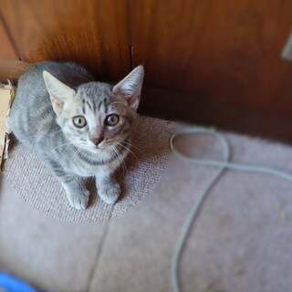 生後2か月子猫(3匹)の里親さんを募集します