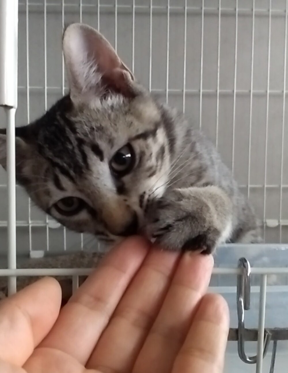 生後半年☆去勢済☆おっとり男子♂ サムネイル2