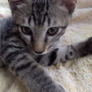 生後半年☆去勢済☆おっとり男子♂