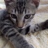 生後半年☆去勢済☆おっとり男子♂ サムネイル1