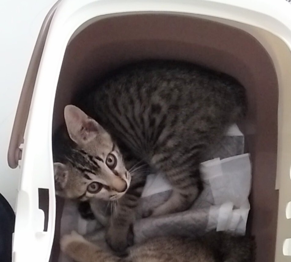 生後半年☆去勢済☆おっとり男子♂ サムネイル3