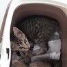 生後半年☆去勢済☆おっとり男子♂ サムネイル3