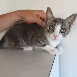 生後4か月の可愛い子猫の里親さんを募集します