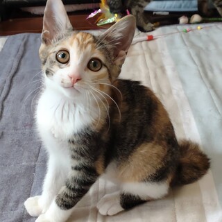 マイペースな三毛ちゃん