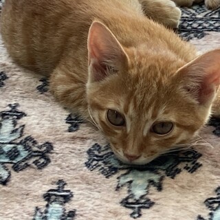 可愛い茶トラの男の子