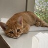 可愛い茶トラの男の子 サムネイル3
