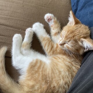 子猫（メス）里親募集