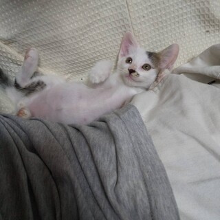 【一時停止】モーくん★牛柄★白クロ男の子２ヶ月