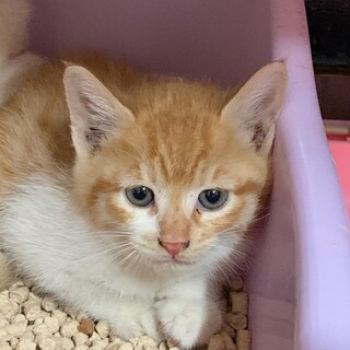 茶白の天使くん　ボナ